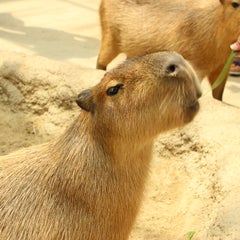 ショウのプロフィール