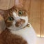 画像 ゆうのネコネコdiary 〜猫８匹との暮らし♡〜のユーザープロフィール画像