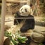 画像 パンダのブログのユーザープロフィール画像