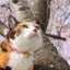 画像 桜猫の虹色Diary  ~ ∞＋4＋You ~のユーザープロフィール画像