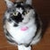 猫ざんまいの日常