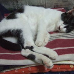 ねこにゃんのブログのプロフィール
