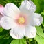 画像 *＊M. alpestris＊*のユーザープロフィール画像