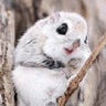 Ru-chanのプロフィール