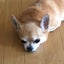 市民だけど田舎ですのサムネイル