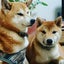 画像 犬とおでかけ箕面ワンワンマップのユーザープロフィール画像