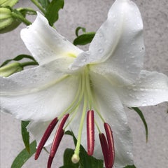 ｶｻﾌﾞﾗﾝｶのプロフィール
