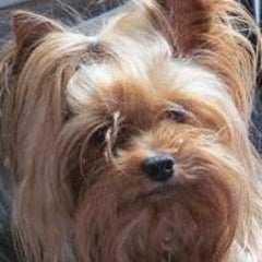 レオンのプロフィール