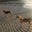 四国犬と島暮らし