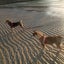 画像 四国犬と島暮らしのユーザープロフィール画像
