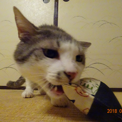 M.diaryのプロフィール