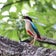 ロクヨンひろ探鳥記
