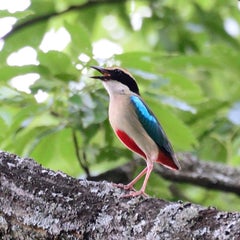 その後のセグロカッコウ ロクヨンひろ探鳥記