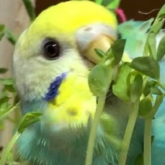 100均購入品セキセイインコ用おもちゃ ダイソー セリア オカメインコ 美ポメラニアン と 手乗りセキセイインコ うずら 鬼滅の刃大好き