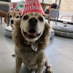 桃のプロフィール