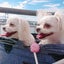 画像 ～Mix犬 チワマル双子 diary★～のユーザープロフィール画像