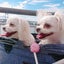 チワマルのモモ&モコのサムネイル
