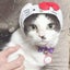 画像 保護犬猫の幸せを願って☆いつかボランティアの必要のない世界に☆のユーザープロフィール画像