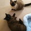 画像 PGO TIGRAと短足猫マンチカンのブログのユーザープロフィール画像