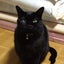 画像 黒猫タンゴのブログのユーザープロフィール画像