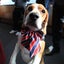画像 Hoi Switzerland 愛犬とスイス生活から日本移住のユーザープロフィール画像