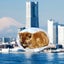 画像 横浜街道の茶トラ猫のユーザープロフィール画像