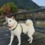 画像 白柴犬爛丸の旅のユーザープロフィール画像