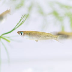 オロチの卵 産卵後9日目 花めだか Hanaのめだか飼育日誌 オロチの卵 産卵後9日目 花めだか Hanaのめだか飼育日誌
