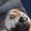 たぬたぬのサムネイル