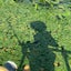 snakehead-egのサムネイル