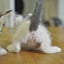 猫の里北九州のサムネイル