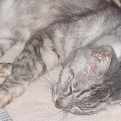 さくらのプロフィール