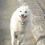 画像 柴犬と小規模農家の奮戦記！のユーザープロフィール画像