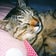 猫ぽっかぽっかプラスわん