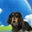 横浜市保土ヶ谷区(旭区の境）のトリミングショップ  awan/アワン 看板犬のブログ