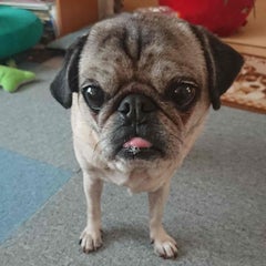 咳が止まらない 気管虚脱 パグ犬もぐ のブログ 咳が止まらない 気管虚脱 パグ犬もぐ のブログ