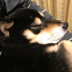 bigglesのプロフィール