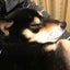 bigglesのサムネイル
