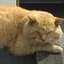 とど（メタボリック封筒屋）のサムネイル