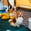 画像 犬連れキャンプ♪ 〜chocomil-camp〜のユーザープロフィール画像