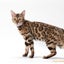 画像 ベンガル猫とののどかな暮らしのユーザープロフィール画像