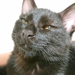 にゃんこ先生のプロフィール