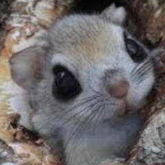 エゾモモンガ  のプロフィール