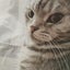 画像 mato*nojiのブログ  猫ときどきテルマト２のユーザープロフィール画像