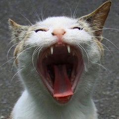 越後屋どんどんのプロフィール