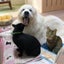 画像 長寿犬と元ノラ猫の絆〜そして新しい出会い〜のユーザープロフィール画像