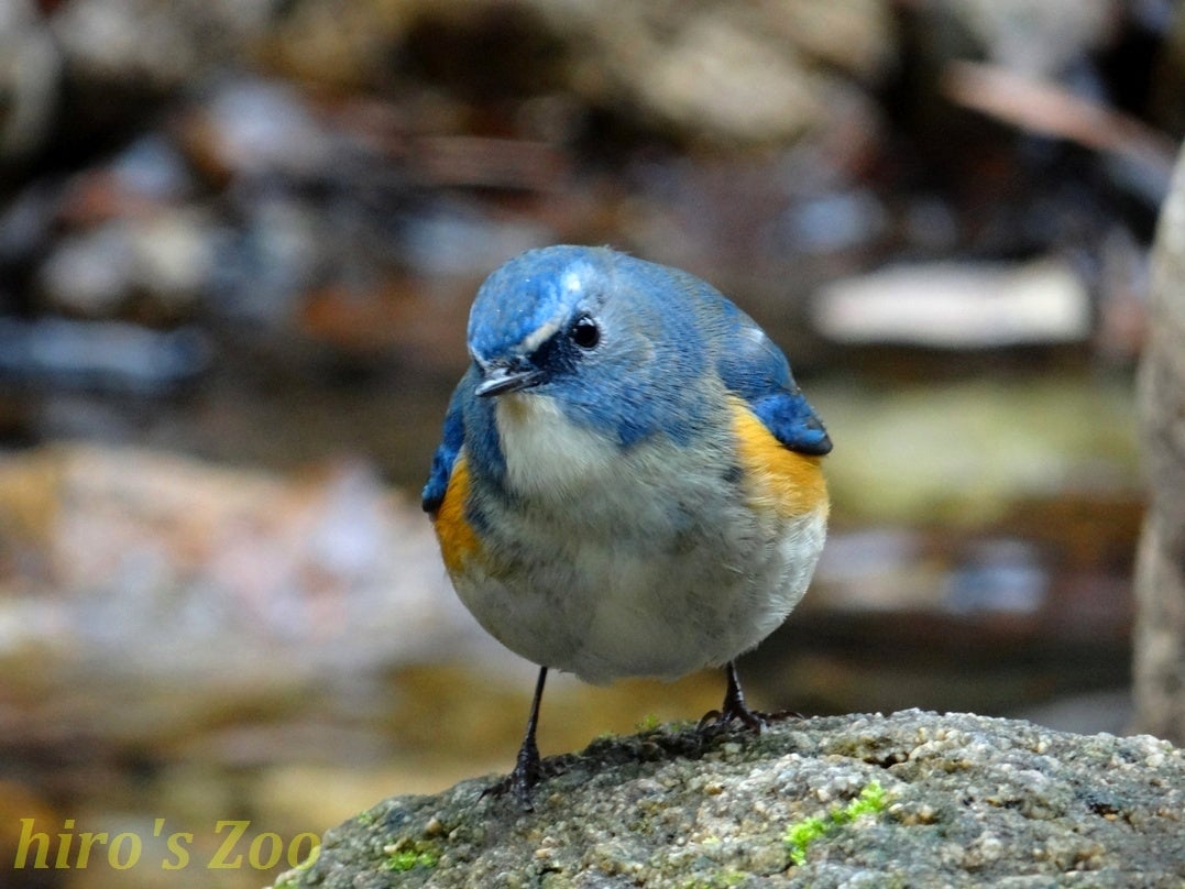 Vol.278 ミナミベニハチクイは熱血 炎の鳥！！ | hiro's photo