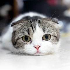 ネットビジネスの闇を暴くブログのプロフィール