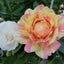 画像 薔薇*菜園の季節のユーザープロフィール画像
