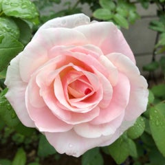 すとぷりスロット まったりのんびり すとぷりスロット まったりのんびり